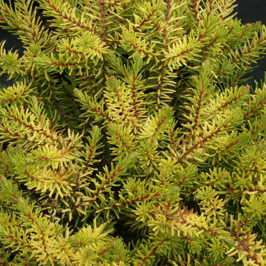 Bruyère d'hiver 'Eva Gold' - Erica | Achat direct au producteur