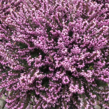 Bruyère d'hiver 'Furzey' - Erica | Achat direct au producteur