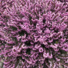 Bruyère D'hiver 'Furzey'