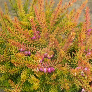Bruyère d'hiver 'Mary Helen' - Erica | Achat direct au producteur