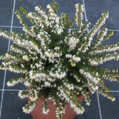 Bruyère d'hiver 'White glow' - Erica | Achat direct au producteur
