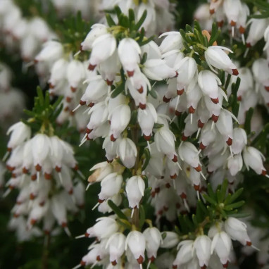 Bruyère d'hiver 'Silberschmelze' - Erica | Achat direct au producteur