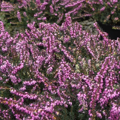 Bruyère d'hiver 'Spring Surprise' - Erica | Achat producteur