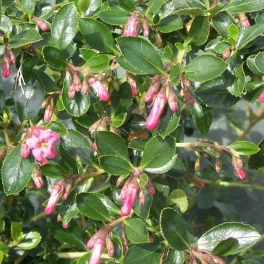 Escallonia 'Donard Seedling' - Escallonia | Achat direct producteur
