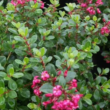 Escallonia 'Red Dream' - Escallonia | Achat direct au producteur