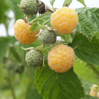 Framboisier 'Fallgold' - Rubus idaeus | Achat direct au producteur