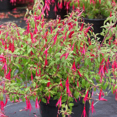 Fuchsia 'Riccartonii' - Fuchsia | Achat direct au producteur
