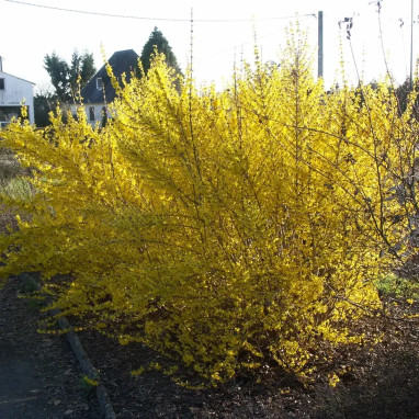Forsythia 'Lynwood' - Forsythia | Achat direct au producteur
