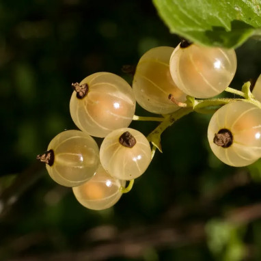 Groseillier 'Versaillaise blanche' - Ribes | Achat direct au producteur