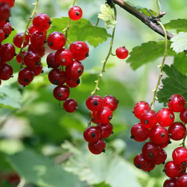 Groseillier 'Versaillaise rouge' - Ribes | Achat direct au producteur