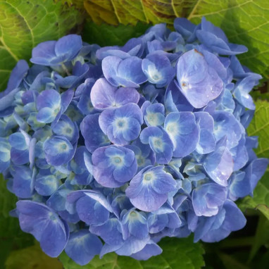 Hortensia Ankong® blue - Hydrangea | Achat direct au producteur