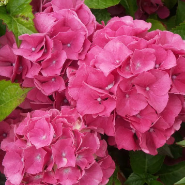 Hortensia Ankong® pink - Hydrangea | Achat direct au producteur
