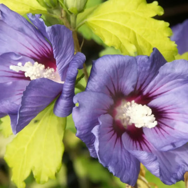 Hibiscus syriacus 'Marina' - Hibiscus | Achat direct au producteur