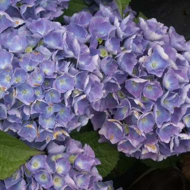 Hortensia Early blue - Hydrangea | Achat direct au producteur