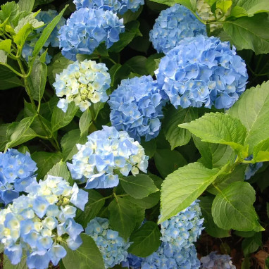 Hortensia 'Reinata Steineger' - Hydrangea | Achat direct au producteur