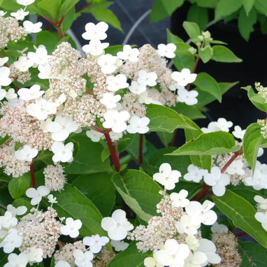 Hortensia paniculé 'Dharuma' - Hydrangea | Achat direct au producteur