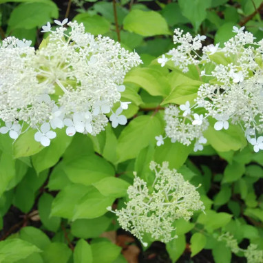 Hortensia paniculé 'Brussel's Lace' - Hydrangea | Achat producteur