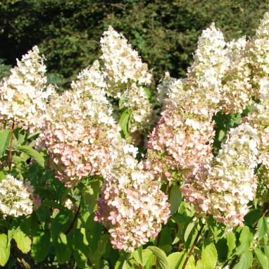 Hortensia paniculé 'Dolly' - Hydrangea | Achat direct au producteur