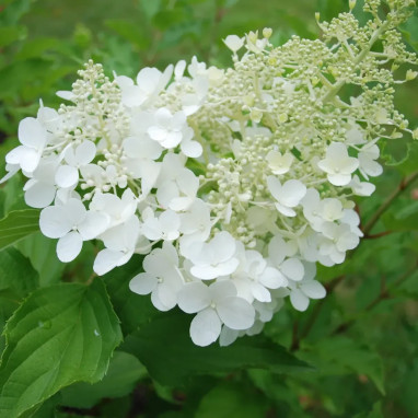 Hortensia paniculé 'Goliath' - Hydrangea | Achat direct au producteur