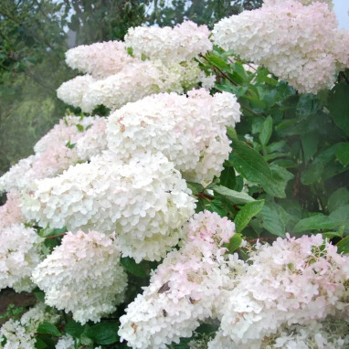 Hortensia paniculé 'Grandiflora' - Hydrangea | Achat direct au producteur