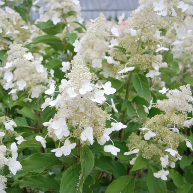 Hortensia paniculé 'Kyushu' - Hydrangea | Achat direct au producteur