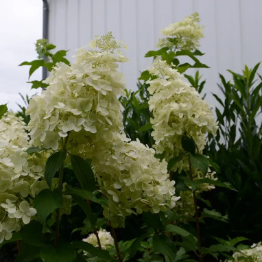 Hortensia paniculé 'Perle d'Automne' - Hydrangea | Achat producteur