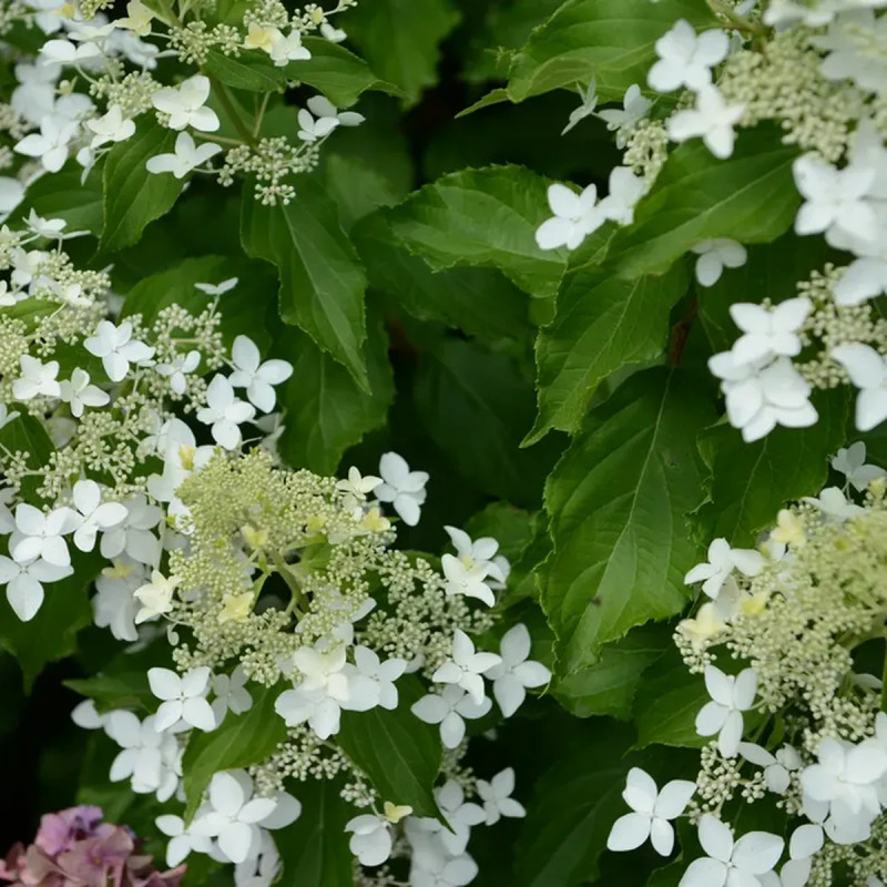 Hortensia paniculé 'Perle d'Automne' - Hydrangea | Achat producteur