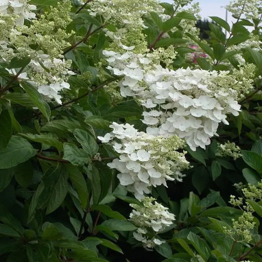 Hortensia paniculé 'October Bride' - Hydrangea | Achat producteur