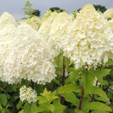 Hortensia paniculé 'Limelight' - Hydrangea | Achat direct au producteur