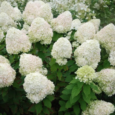 Hortensia paniculé 'Phantom' - Hydrangea | Achat direct producteur