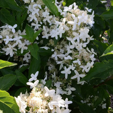 Hortensia paniculé 'Praecox' - Hydrangea | Achat direct au producteur