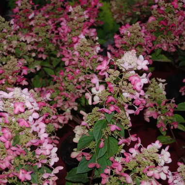Hortensia paniculé 'Ruby' (Angel's Blush) - Hydrangea | Achat producteur