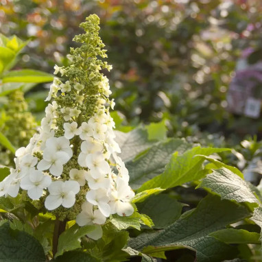 Hortensia Jetstream® - Hydrangea quercifolia | Achat direct au producteur