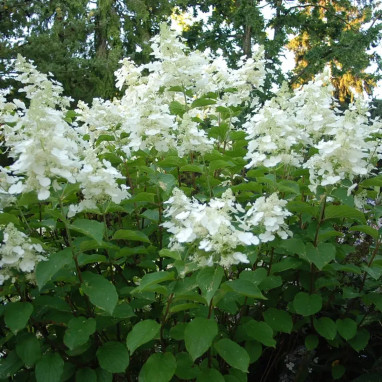 Hortensia paniculé 'White Lady' - Hydrangea | Achat direct au producteur