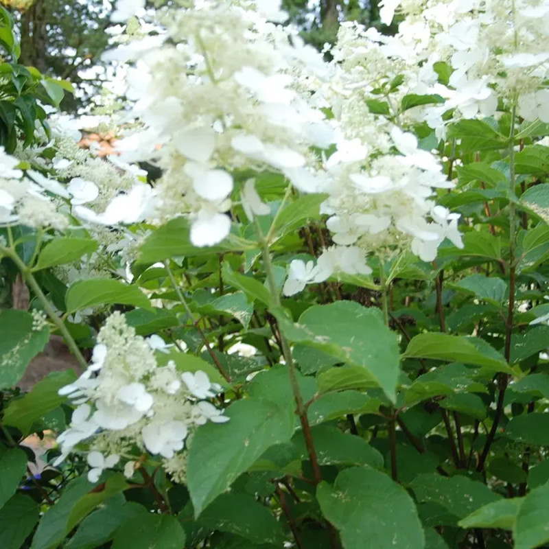 Hortensia paniculé 'White Lady' - Hydrangea | Achat direct au producteur