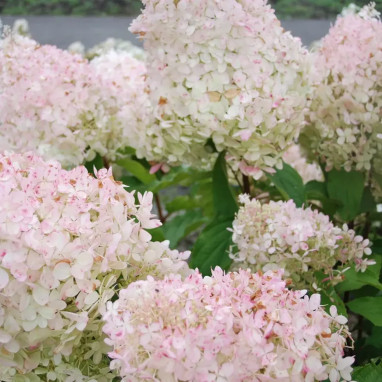 Hortensia paniculé 'Silver Dollar' - Hydrangea | Achat direct au producteur