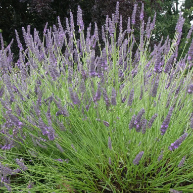 Lavande 'Dutch' - Lavandula angustifolia | Achat direct producteur