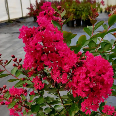 Lilas des Indes 'Petite Red' - Lagerstroemia | Achat direct au producteur