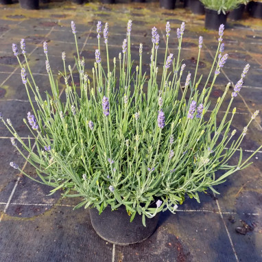 Lavande 'Hidcote Blue' - Lavandula | Achat direct au producteur
