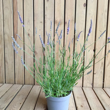 Lavande 'Grosso' - Lavandula | Achat direct au producteur