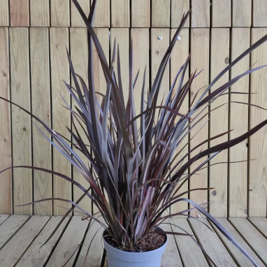 Phormium tenax 'Rubra' - Lin de Nouvelle-Zélande | Achat producteur