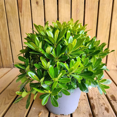 Pittosporum 'Nana' - Pittosporum | Achat direct au producteur