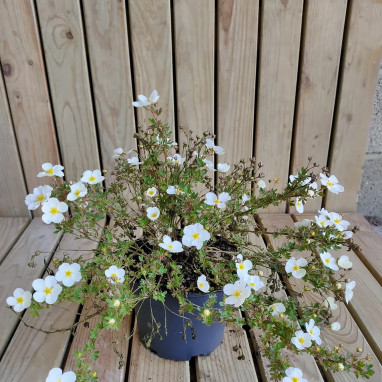 Potentille 'Abbotswood' - Potentilla | Achat direct au producteur