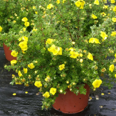 Potentille 'Kobold' - Potentilla fruticosa | Achat direct au producteur