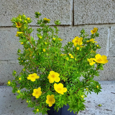 Potentille 'Goldfinger' - Potentilla | Achat direct au producteur