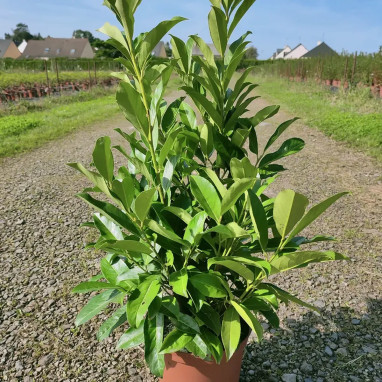 Laurier palme 'Caucasica' - Prunus | Achat direct au producteur