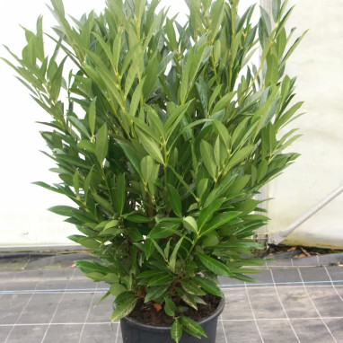 Laurier palme RENAULT ACE® - Prunus | Achat direct au producteur