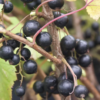Cassissier 'Blackdown' - Ribes nigrum | Achat direct au producteur