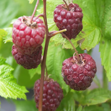 Framboisier 'Malling Promise' - Rubus | Achat direct au producteur