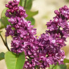 Lilas 'Charles Joly'